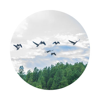 birds flying over beautiful pagosa springs